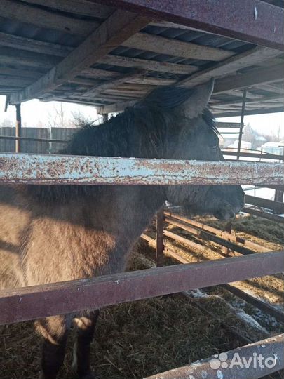 Лошадь жеребец