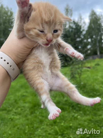 Котята солнышки в добрые руки