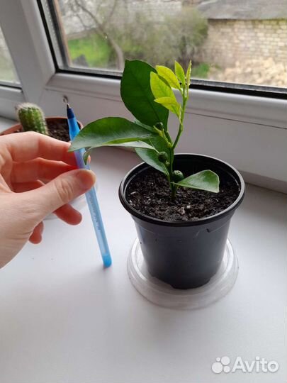 Комнатные растения / Цитрусовые