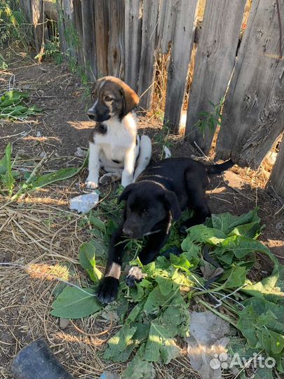 Малышки с хвостиком