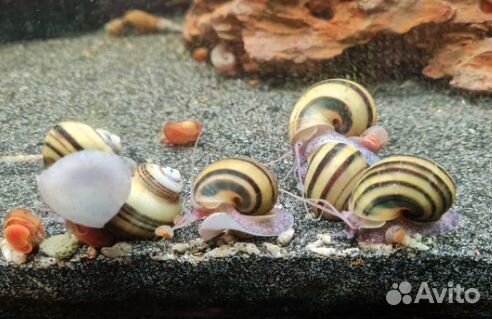 Улитки Спикси