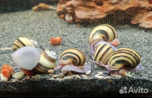 Улитки Спикси