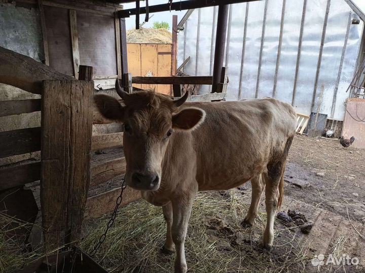 Телка стельная