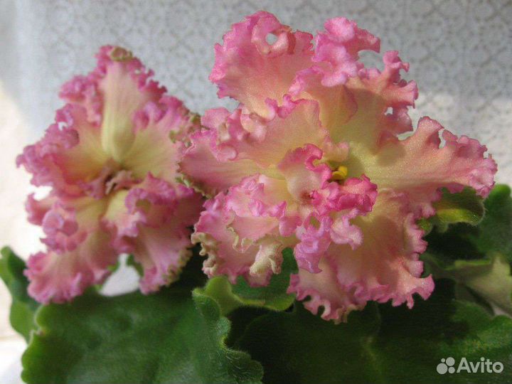 Детки и стартеры сортовых фиалок