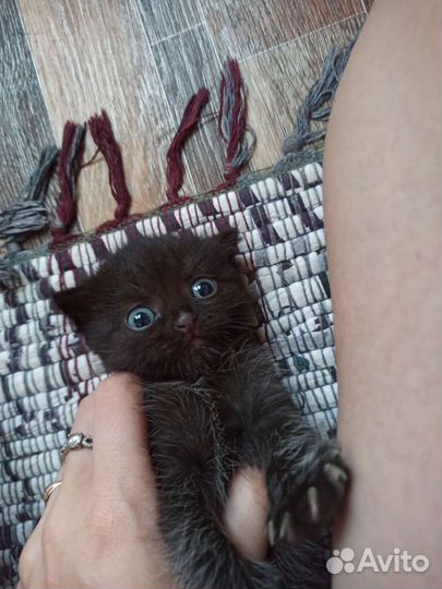 Кошки бесплатно