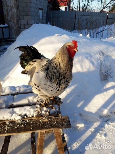 Петух брама