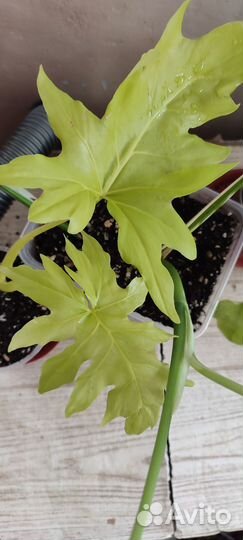 Филодендрон Сатин голд