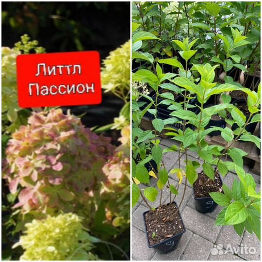 В 1 литре Гортензия саженцы