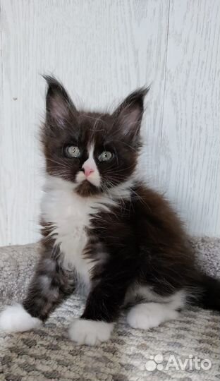 Котята мейн-кун