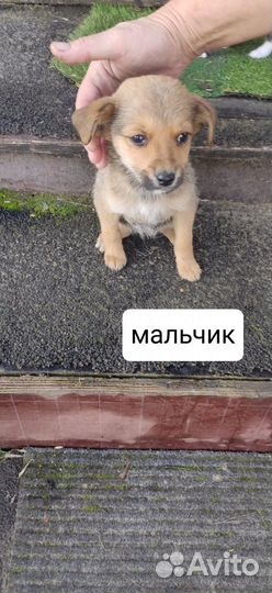 Щенки в добрые руки