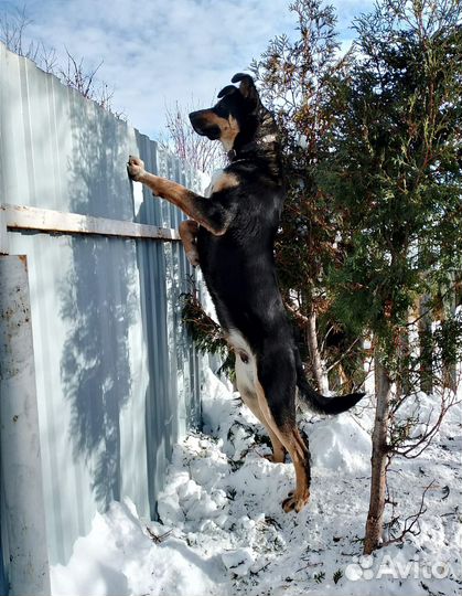 Собака на охрану