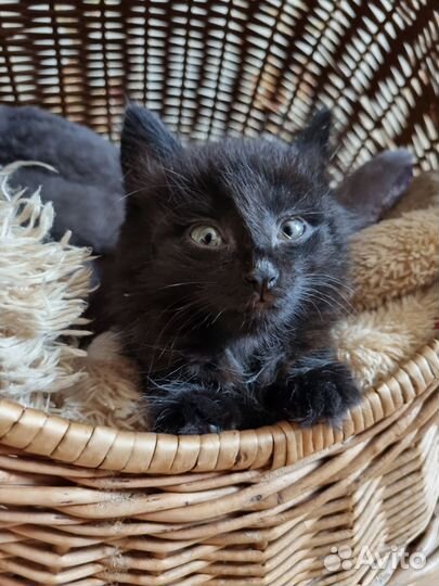 Черный котенок