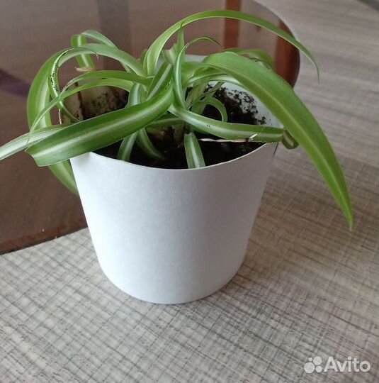 Хлорофитум кудрявый