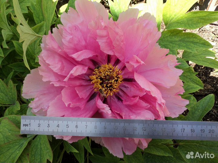 Древовидный пион – листопадный куст