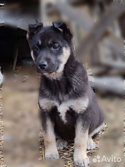 Щенки бельгийской овчарки