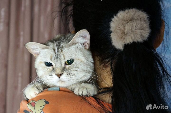 Кошка Викки добрые руки