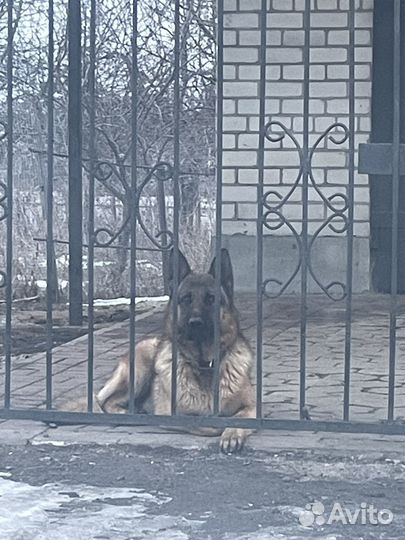 Собака немецкая овчарка