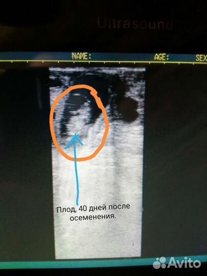 Узи и осеменение коров. Проверка на стельность