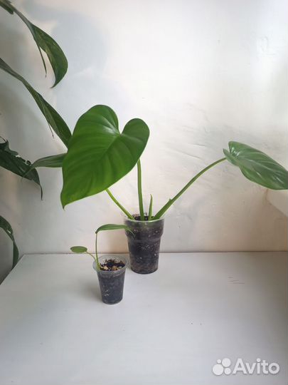 Филодендроны