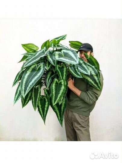 Шизматоглоттис