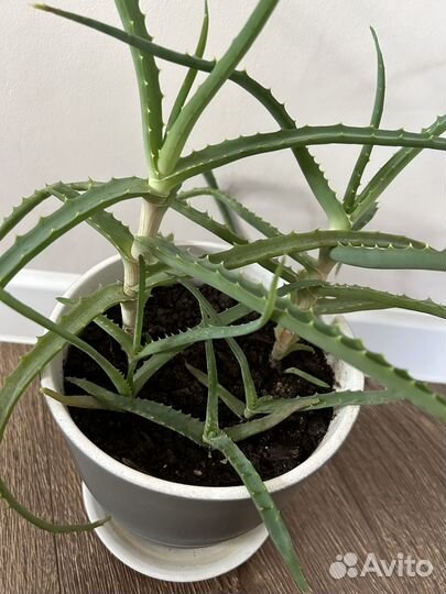 Алоэ столетник