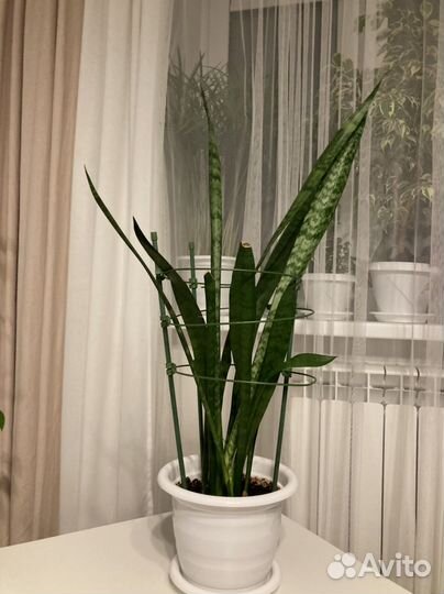 Сансевиерия