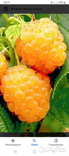 Ремонтантная малина