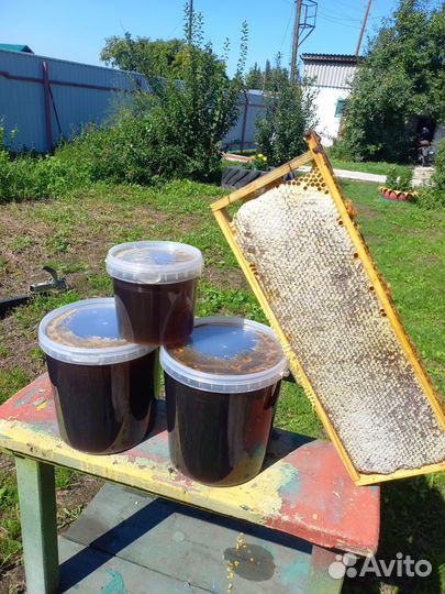 Мед Алтайский 2023 года