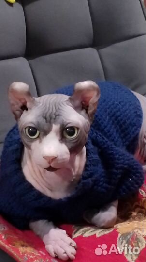 Кот сфинкс эльф вязка