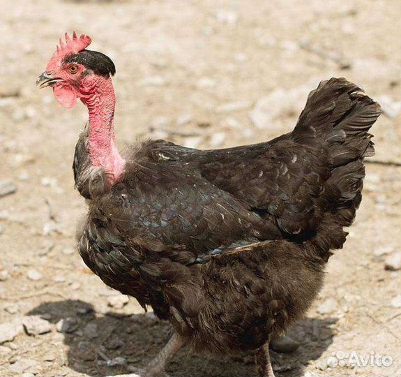 Куры Голошейки цыплята, инкуб. яйцо