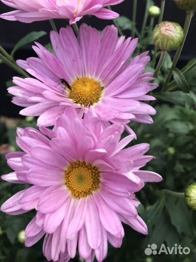 Хризантема сиреневая