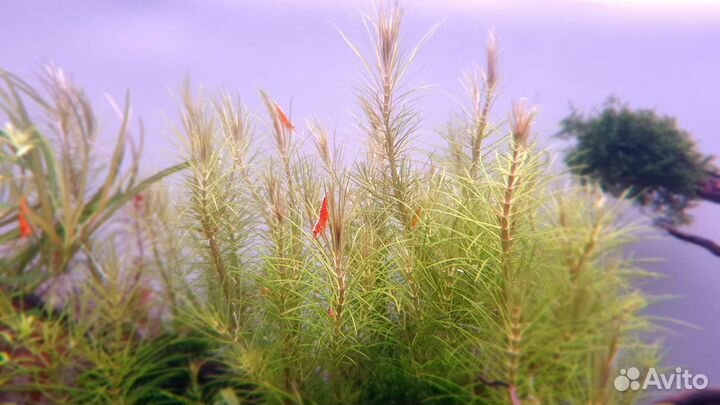 Креветка оранжевая