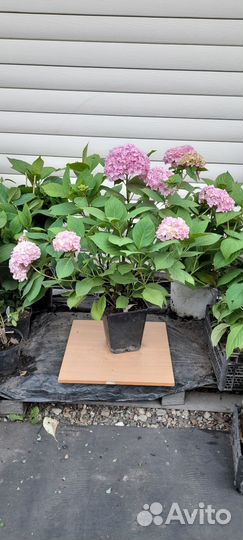 Гортензия крупнолистная Бесконечное лето