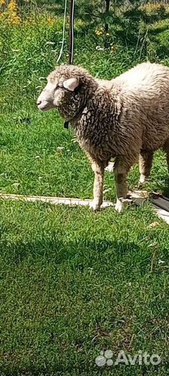 Овца продам