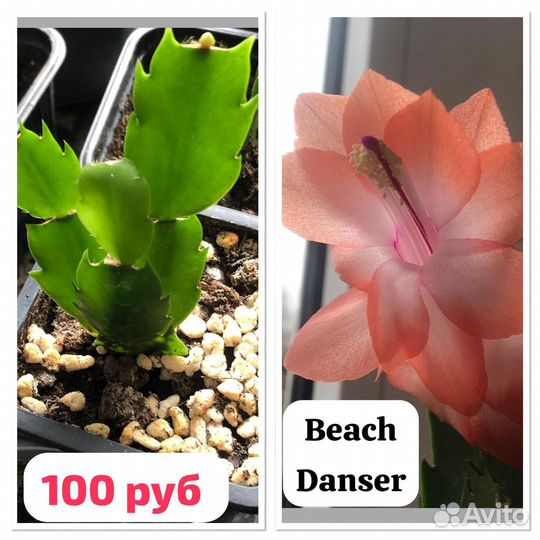 Декабрист шлюмбергера сортовые