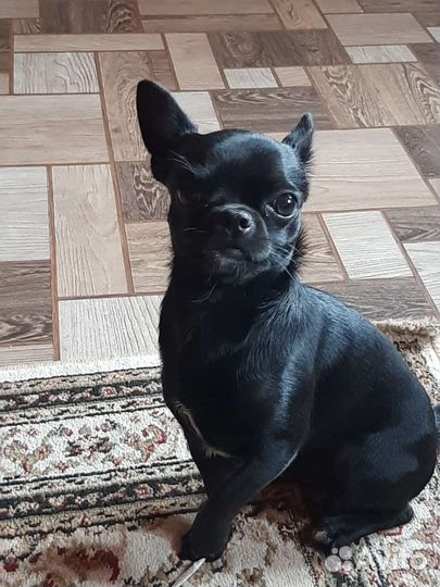 Вязка чихуахуа