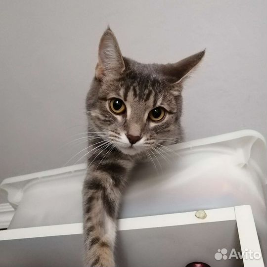 Зооняня, передержка, выгул собак и кошек