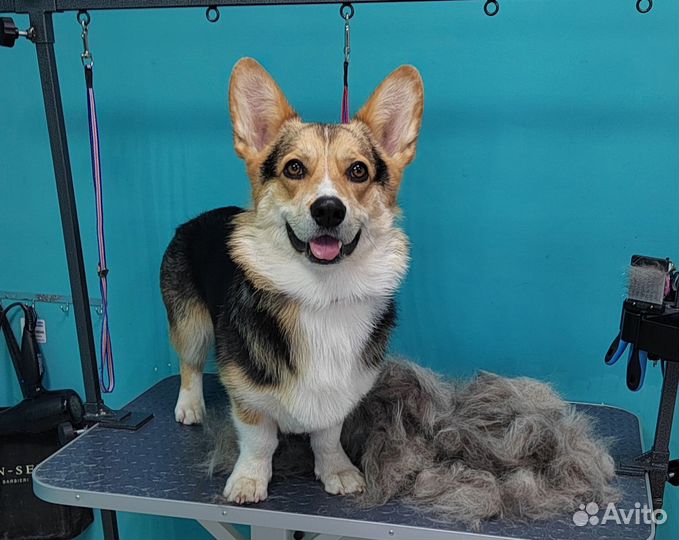 Стрижка собак и кошек