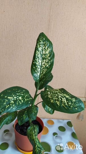 Диффенбахия