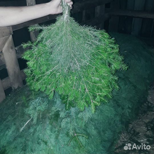 Пихтовые веники