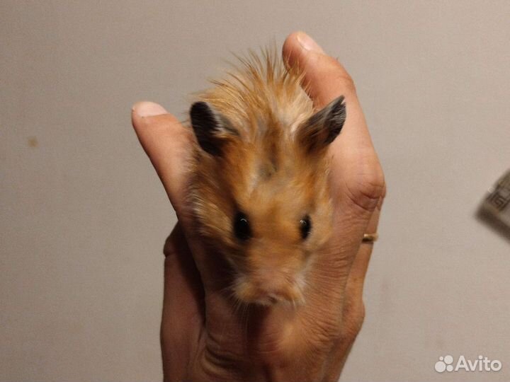 Сирийский хомяк девочка