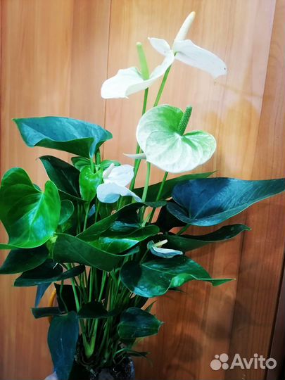 Антуриум Кокос