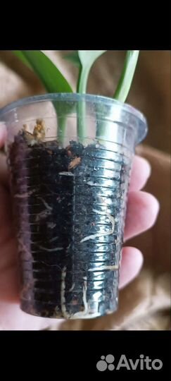 Эпипремнум, сциндапсус