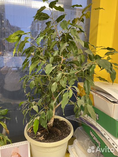 Фикус бенджамина