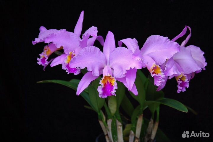 Cattleya mossia (Каттлея моховая). Орхидея