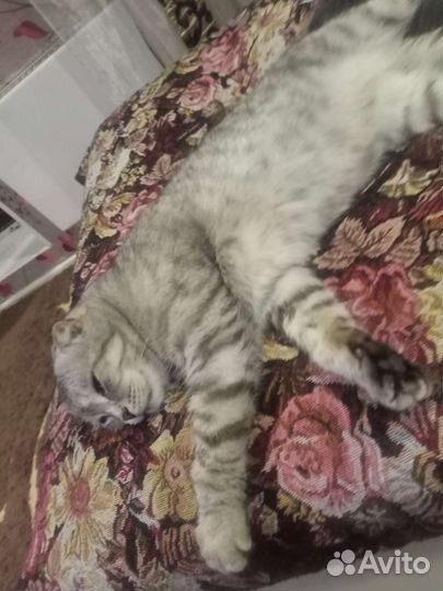Кот в добрые руки