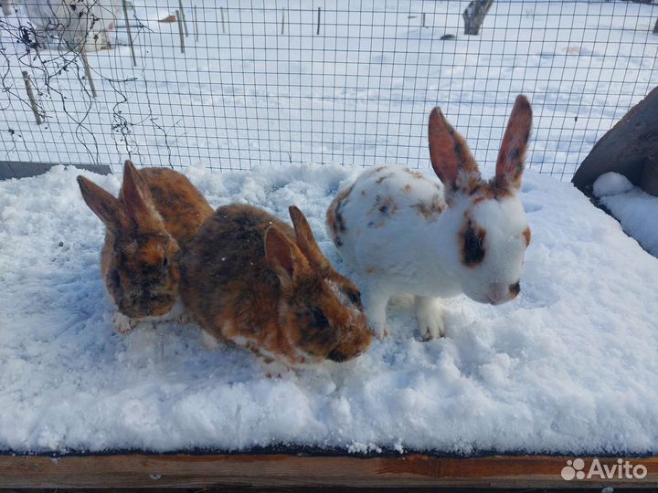 Кролик рекс