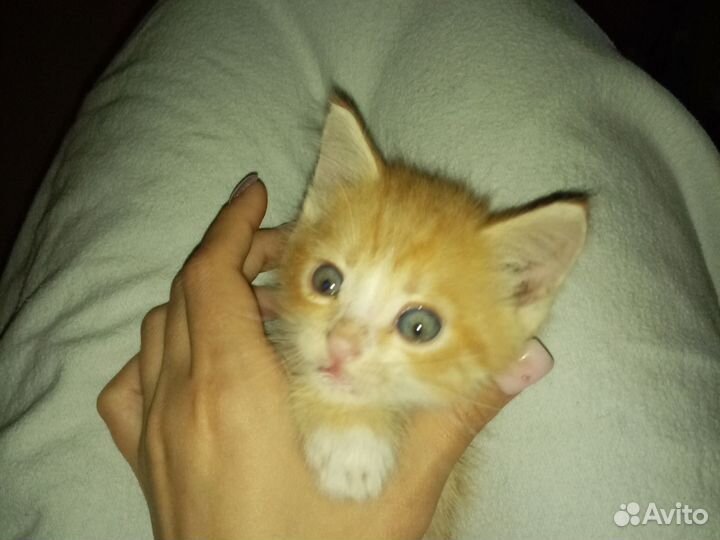 Котята в добрые руки бесплатно