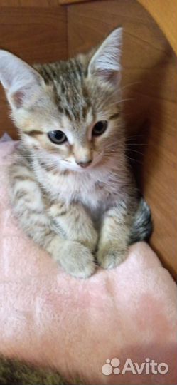 Котенок Мия