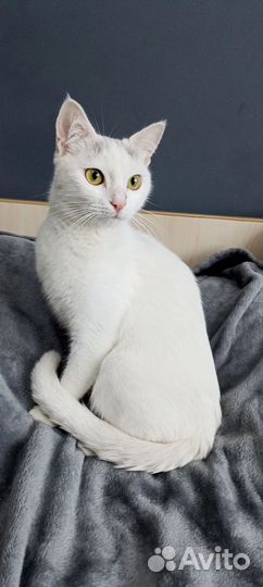 Кошечка в добрые руки